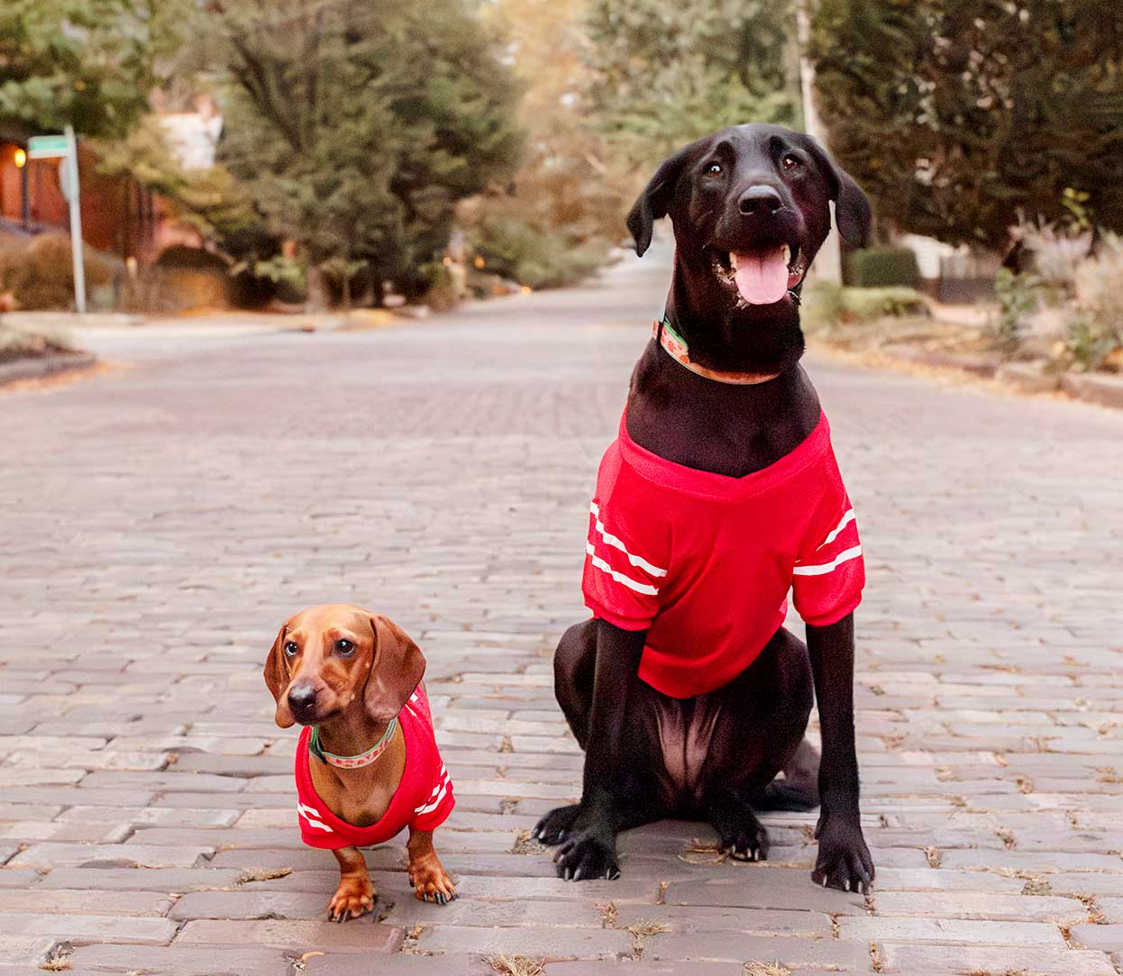 Barker's Paradise Dog Daycare in Columbus, OH